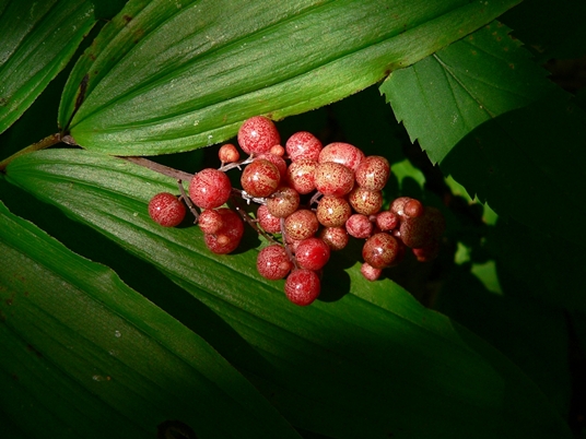 {Maianthemum racemosum}